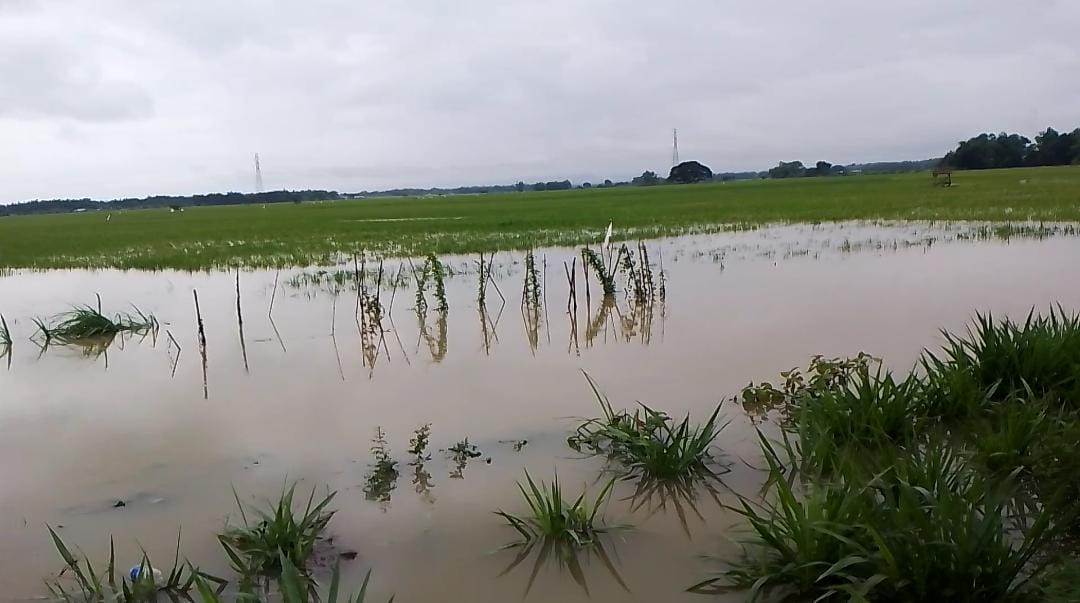 Dispertan Pati Catat 4.400 Hektar Lahan Pertanian Rusak Akibat Banjir