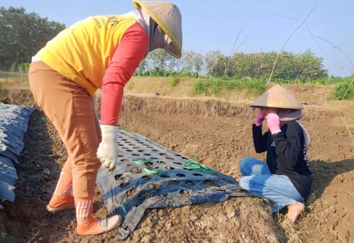 Petani Sumber Mulai Kembangkan Bawang Merah dari Benih