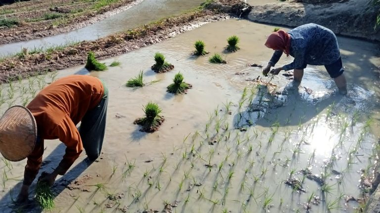 Kemarau Melanda, 80 Hektare Sawah di Sluke Diproyeksikan Tetap Tanam Padi