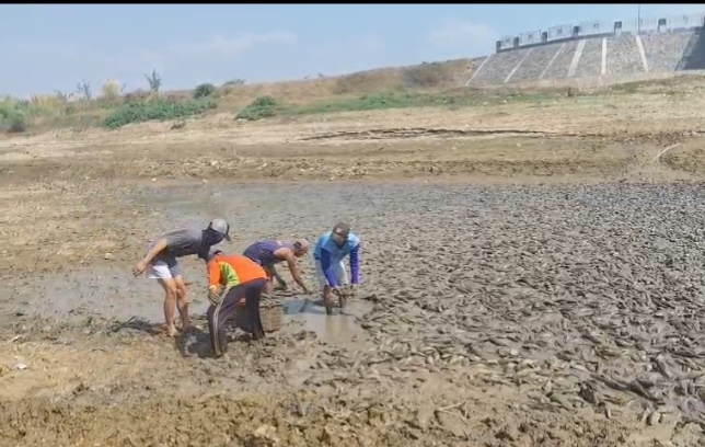 Bendungan Karet Surut, Warga Ramai-Ramai Panen Ikan Sapu-Sapu